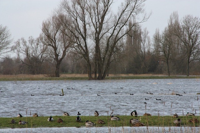 eiland