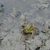 Froschn