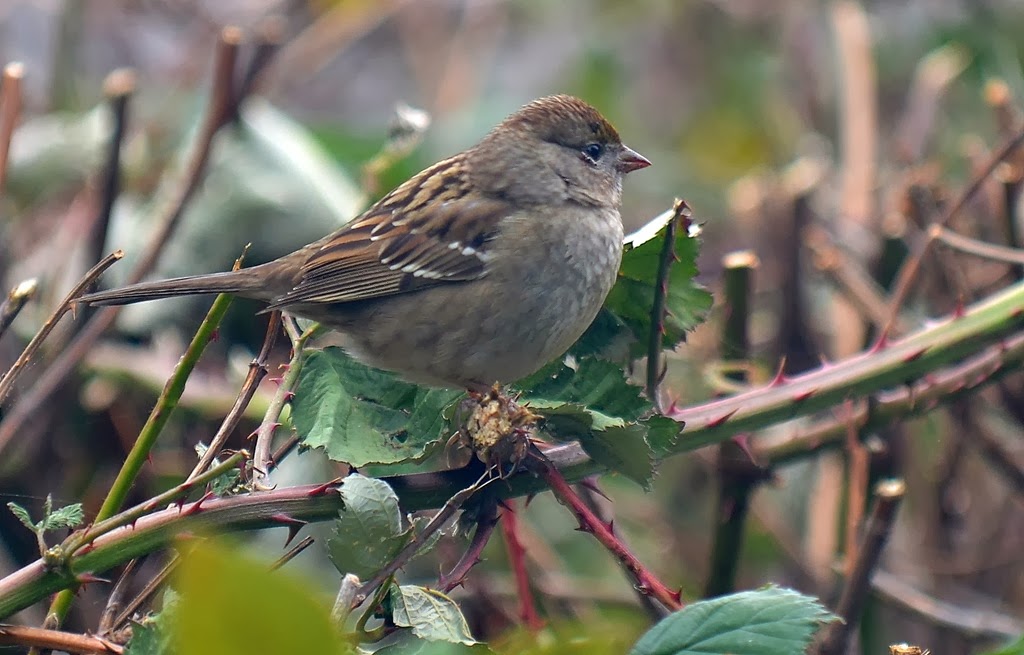 [Harris%2520Beach%2520on%2520a%2520cloudy%2520day-059%255B3%255D.jpg]