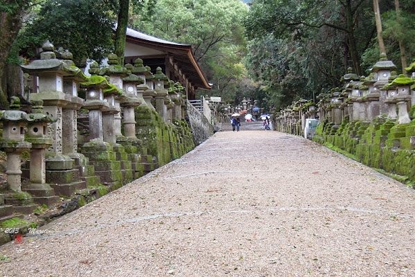 奈良 春日大社&奈良公園(なら)