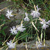 Dianthus%252520sp.%25252c%252520sevaberd%25252c%2525202012.07.17
