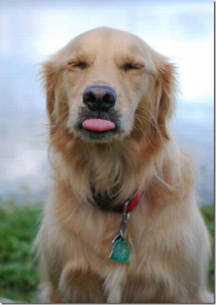 funny-animals-cute-38