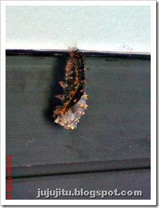 caterpillar turn into chrysalis 03