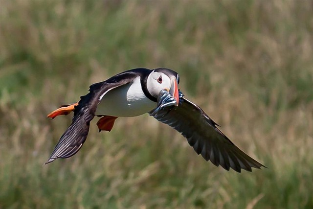 [Puffin%2520in%2520Flight%2520with%2520Sand%2520Eels.%2520Stephen%2520Bell%255B4%255D.jpg]