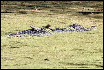 01c2 - Nature - Baby Gators hitching a ride