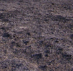 100 % combustion of Warm Season Grass thatch and debris