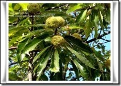 Castaño (Castanea sativa)-L