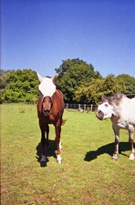 Summer-Horses---Disposable-Camera