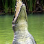 Estuary or Saltwater Crocodile Leaping For Food - Port Douglas, Australia