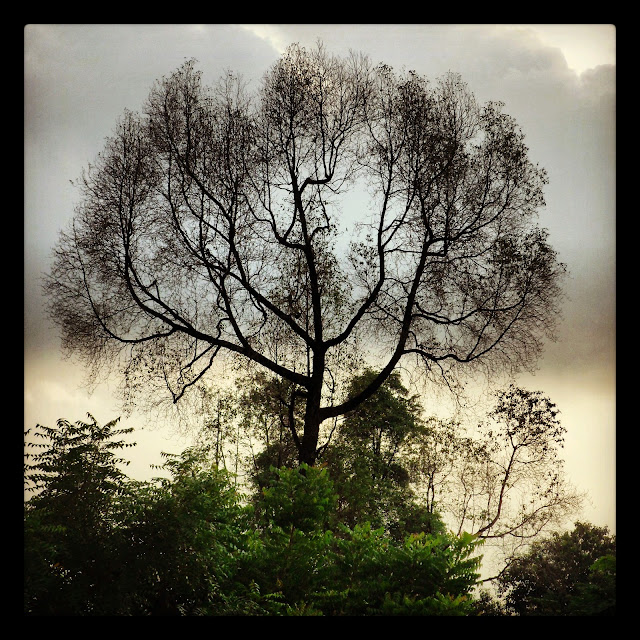  Wordless Wednesday: Tinggal Ranting