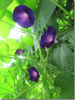 Purple Morning Glories