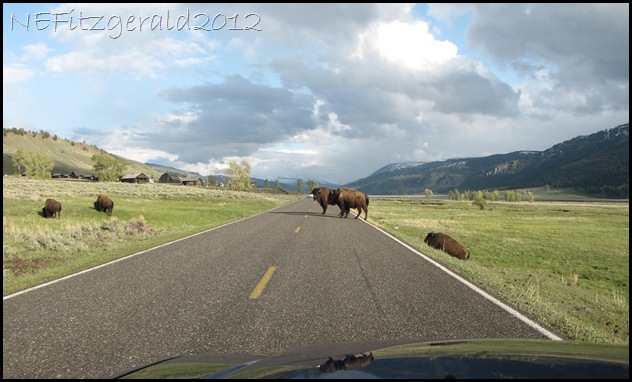 IMG_1799Lamar ValleyBison IMG_1799Lamar ValleyBison