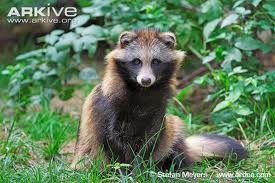 [Amazing%2520Animal%2520Pictures%2520Racoon%2520Dog%2520%25281%2529%255B3%255D.jpg]