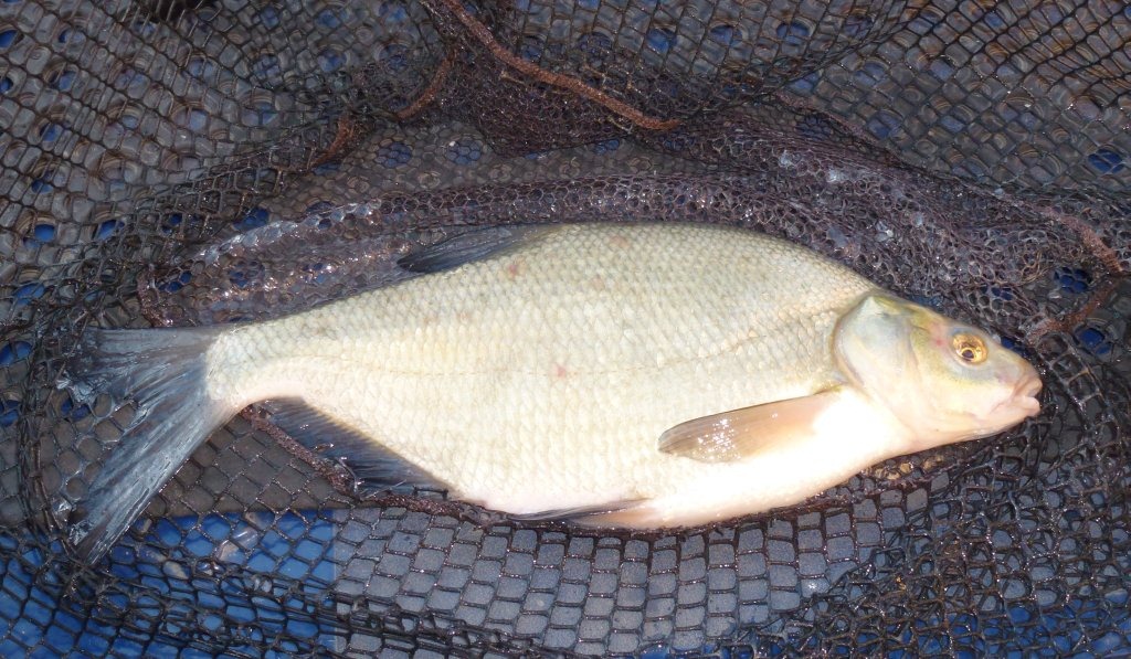 [Thursdays_Bream%255B4%255D.jpg]