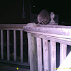 Racoon 014.JPG