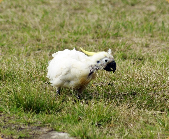 Sorriest looking Sulphur Crested Cockatoo EVER!!!!