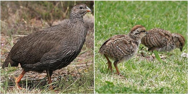 [francolin2%255B4%255D.jpg]