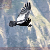 Condor - Canion do Colca - Peru