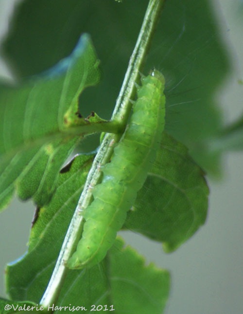 [1-coronet%2520caterpillar%255B2%255D.jpg]