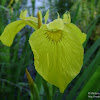 dsc03349.jpg