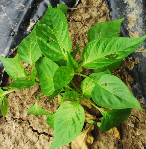 [garden7%255B3%255D.jpg]