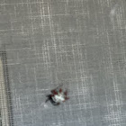 Crab spider