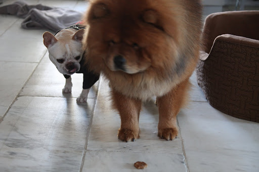 That's right, G.K - You know how Martha likes her floors nice and spotless and I have so much experience with cleaning.