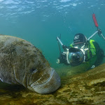 manatee and shooter