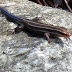 5%252520lined%252520skink