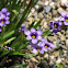 Blue-eyed Grass