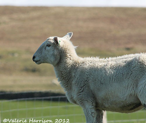[31-sheep%255B2%255D.jpg]