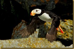 untitled Horned Puffin taking off_MSB_0647 September 01, 2011 NIKON D300S