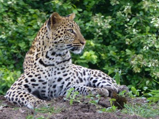 Big 5 Leopard Big 5 Leopard