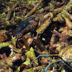 Mandarinfish (Dauin, Negros)