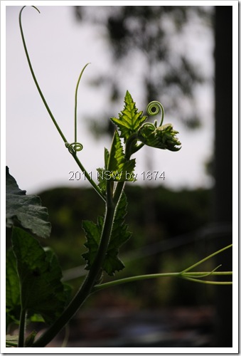 DSC_0948 DSC_0948