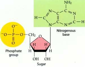 [nucleotide.jpg]