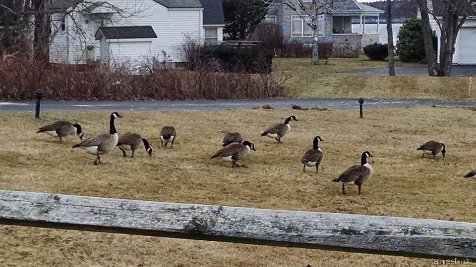 [6.%2520harpswell%2520geese%25201-2-15%2520cell%2520pic%255B3%255D.jpg]