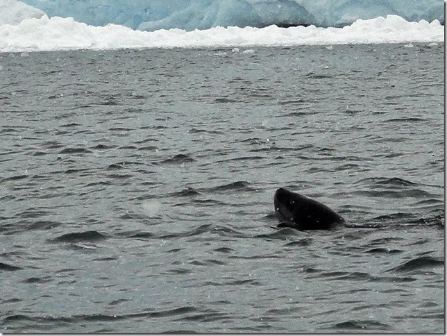 Port_Lockroy_DSC06200