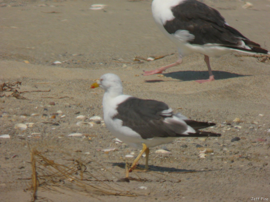 [south%2520beach%2520jeffs_003%255B11%255D.jpg]