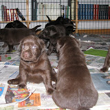 bruna labrador valpar 007.JPG