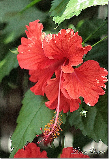 LG_Hibiscus_Orange3