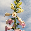 Foxglove