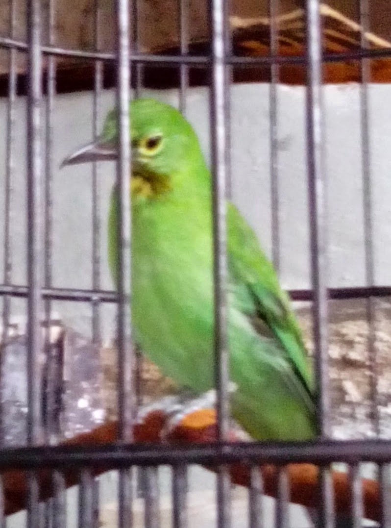 KICAU BURUNG burung cucak ijo