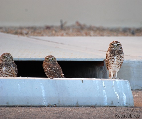 DSC_0199 Burrowing owls-kab