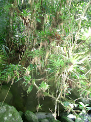 Fotos do evento Caiaque e ecoturismo no Tuim Parque. Foto numero 3807459885. Fotografia da Pousada Pe na Areia, que fica em Boicucanga, próximo a Maresias, Litoral Norte de Sao Paulo (SP).