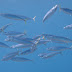 P6023762