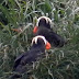 Tufted.puffins.dscn8729