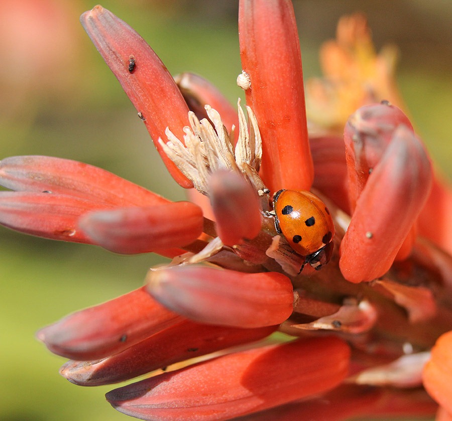 [110523_aloe_nobilis_107%255B3%255D.jpg]