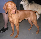 Vizsla