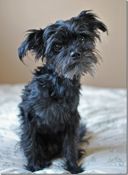 iaffenpinscher iaffenpinscher